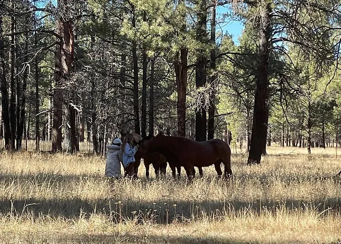 The Rustic Retreat - Cozy In The Pines! Close To The Polar Express, Grand Canyon & Bearizona *