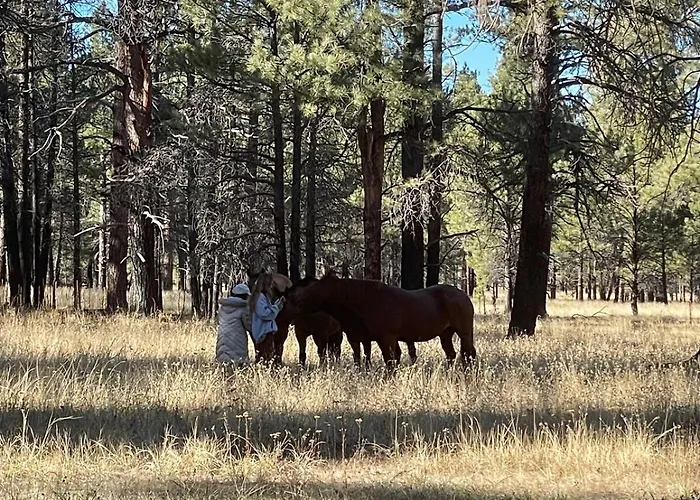 The Rustic Retreat - Cozy In The Pines! Close To The Polar Express, Grand Canyon & Bearizona Holiday home *